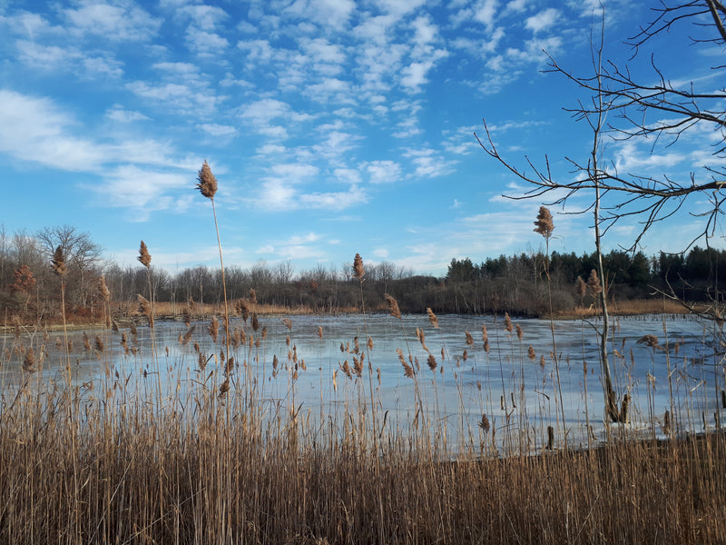 Lorne Henderson Conservation Area