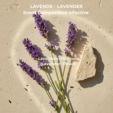 Load image into Gallery viewer, Conditioner, Angelica &amp; Lavender