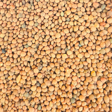 Organic Brown Lentils