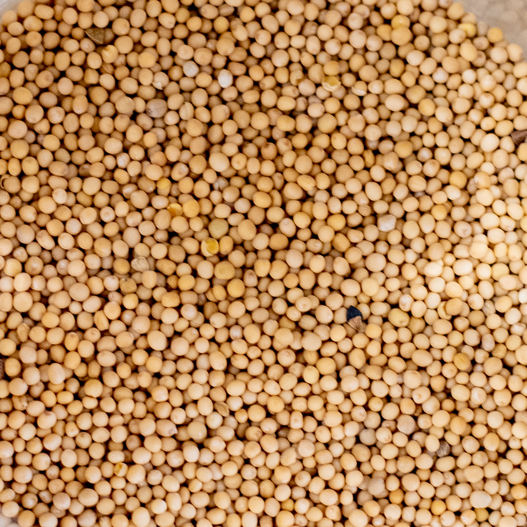 Whole Mustard Seeds